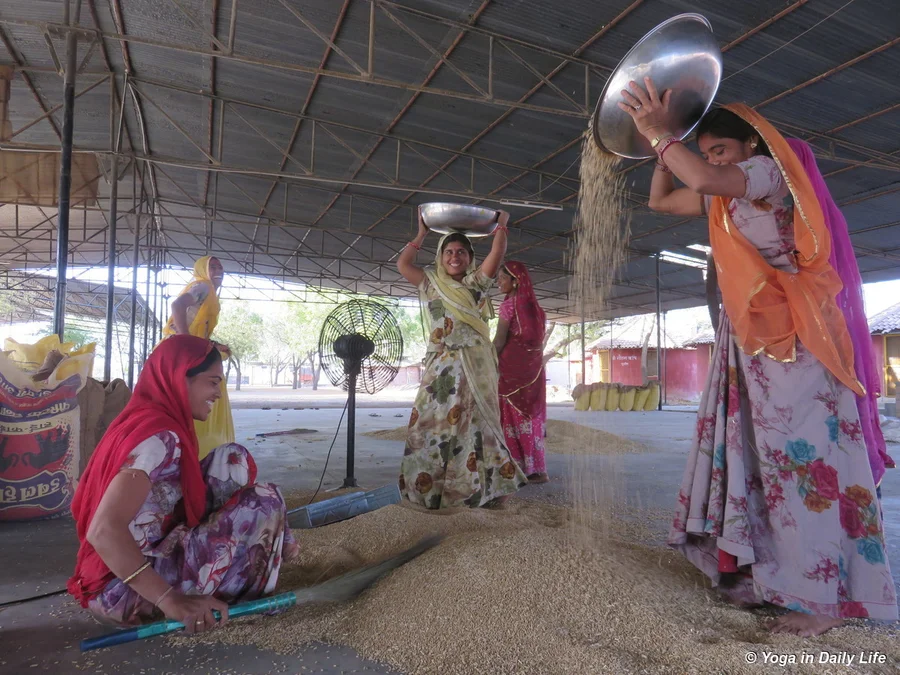winnowing our 2018 wheat